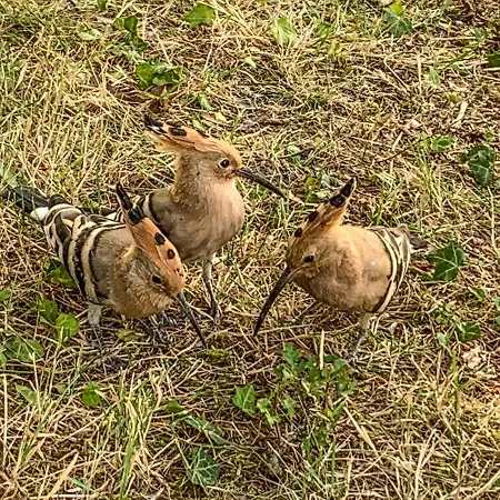Logis Saint Leonard Alojamento de Acomodação e Pequeno-almoço Dompierre-sur-Mer