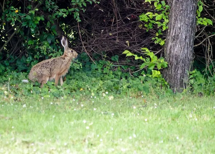 Nocleg ze śniadaniem Logis Saint Leonard 3*