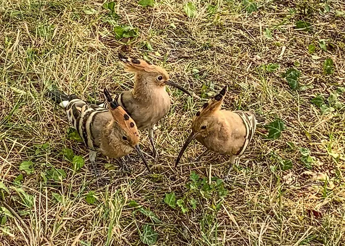 Logis Saint Leonard Nocleg ze śniadaniem Dompierre-sur-Mer